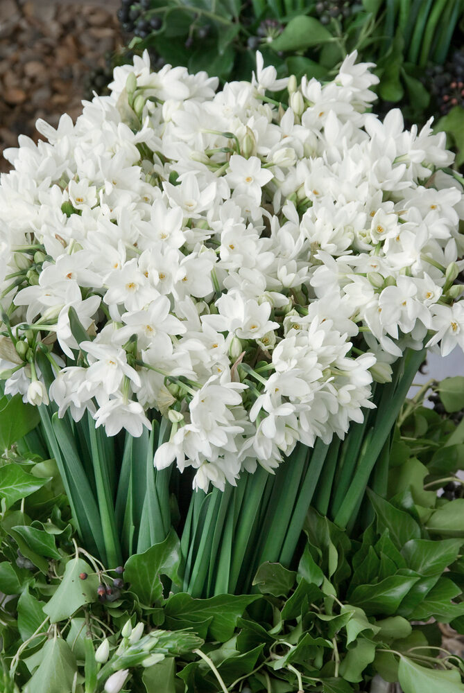 Narcissus paperwhite
