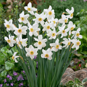 Narcissus recurvus