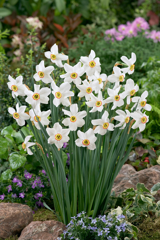 Narcissus recurvus
