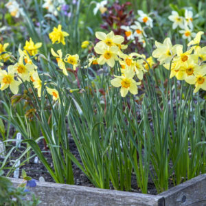 Narcissus rosewarne