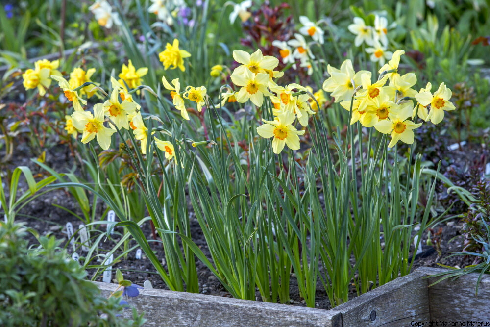 Narcissus rosewarne