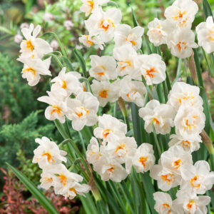 Narcissus sir winston churchill