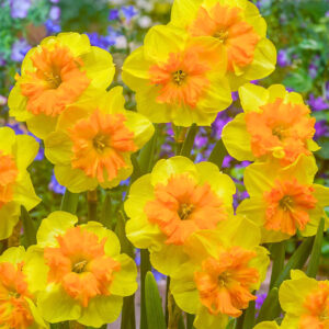 Narcissus slice of life