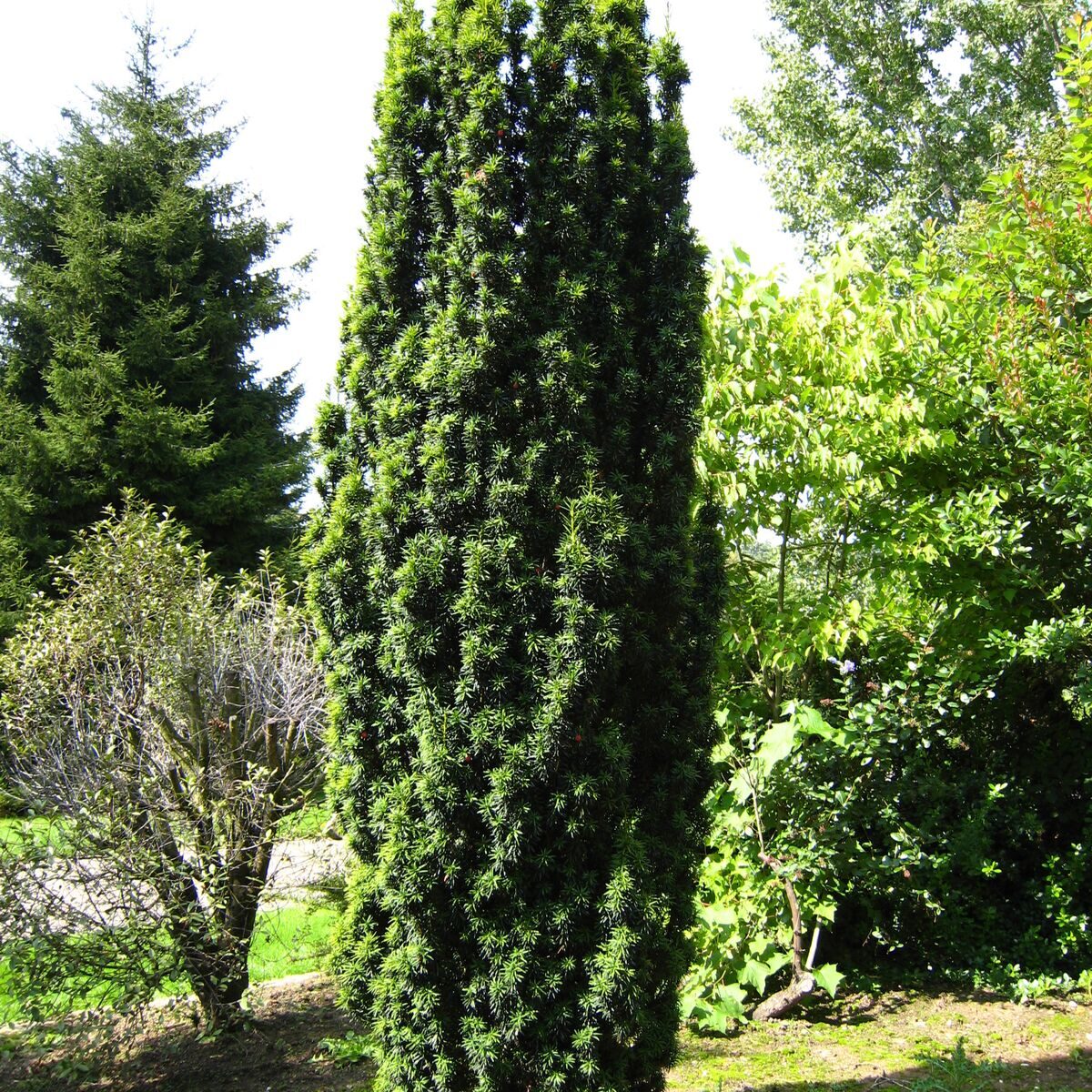 Oszlopos tiszafa (Taxus baccata 'Fastigiata Cappenberg')