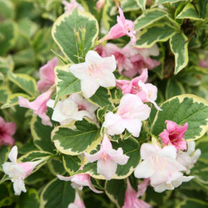 Tarkalevelű töpedett lonc (Weigela florida ‘nana variegata’)