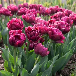 Tulipa alison bradley