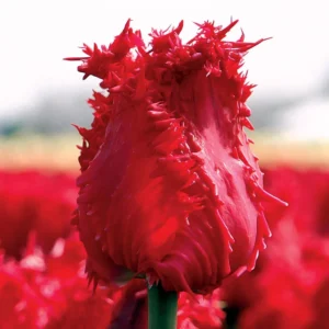 Tulipa barbados