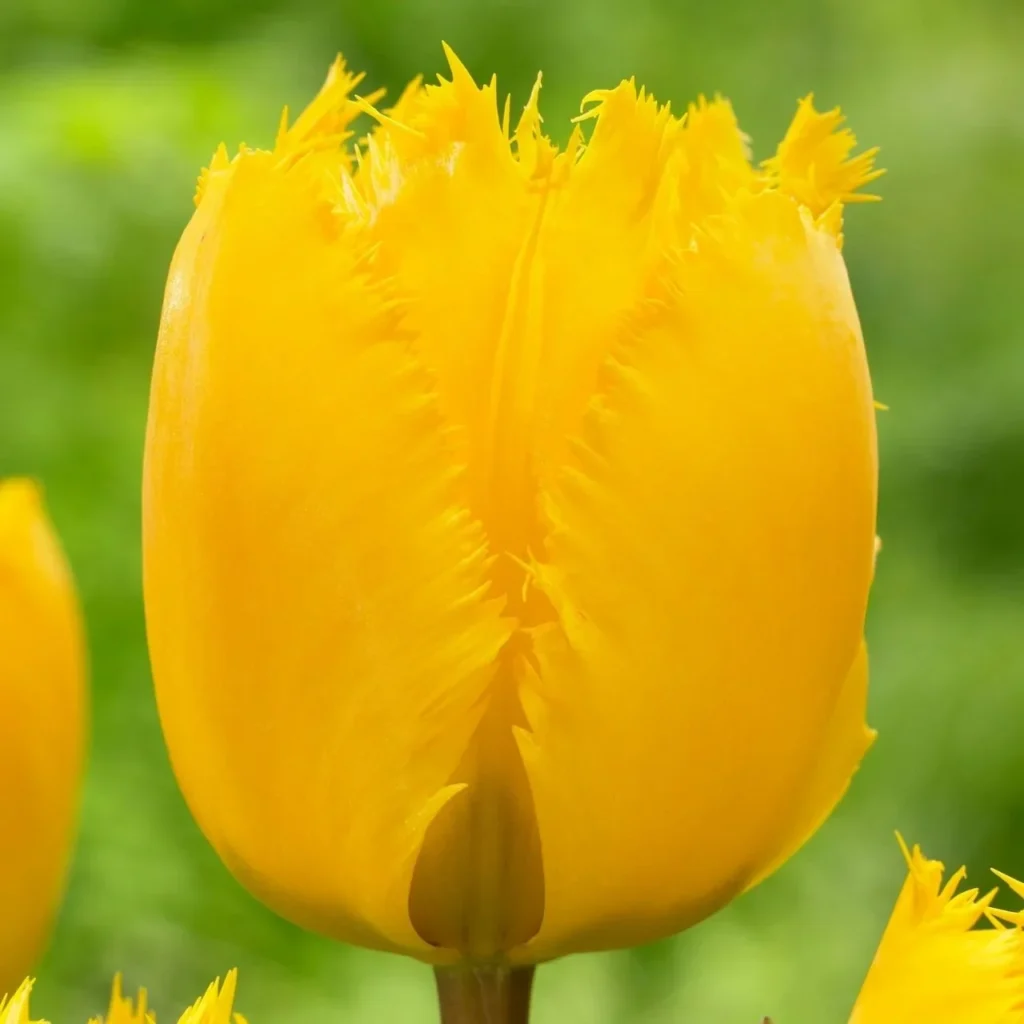 Tulipa crystal star
