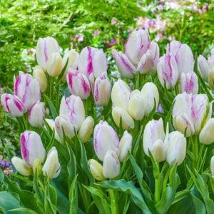 Tulipa emilie