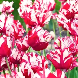 Tulipa estella rijnveld