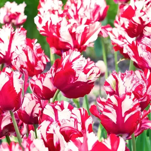 Tulipa estella rijnveld