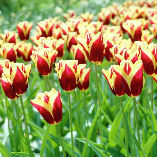 Tulipa gavota