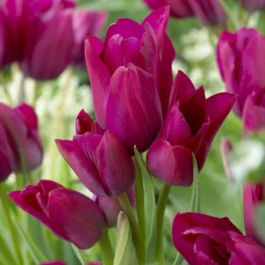 Tulipa night club