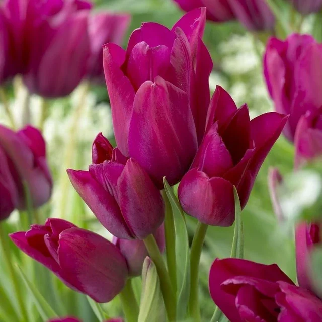 Tulipa night club