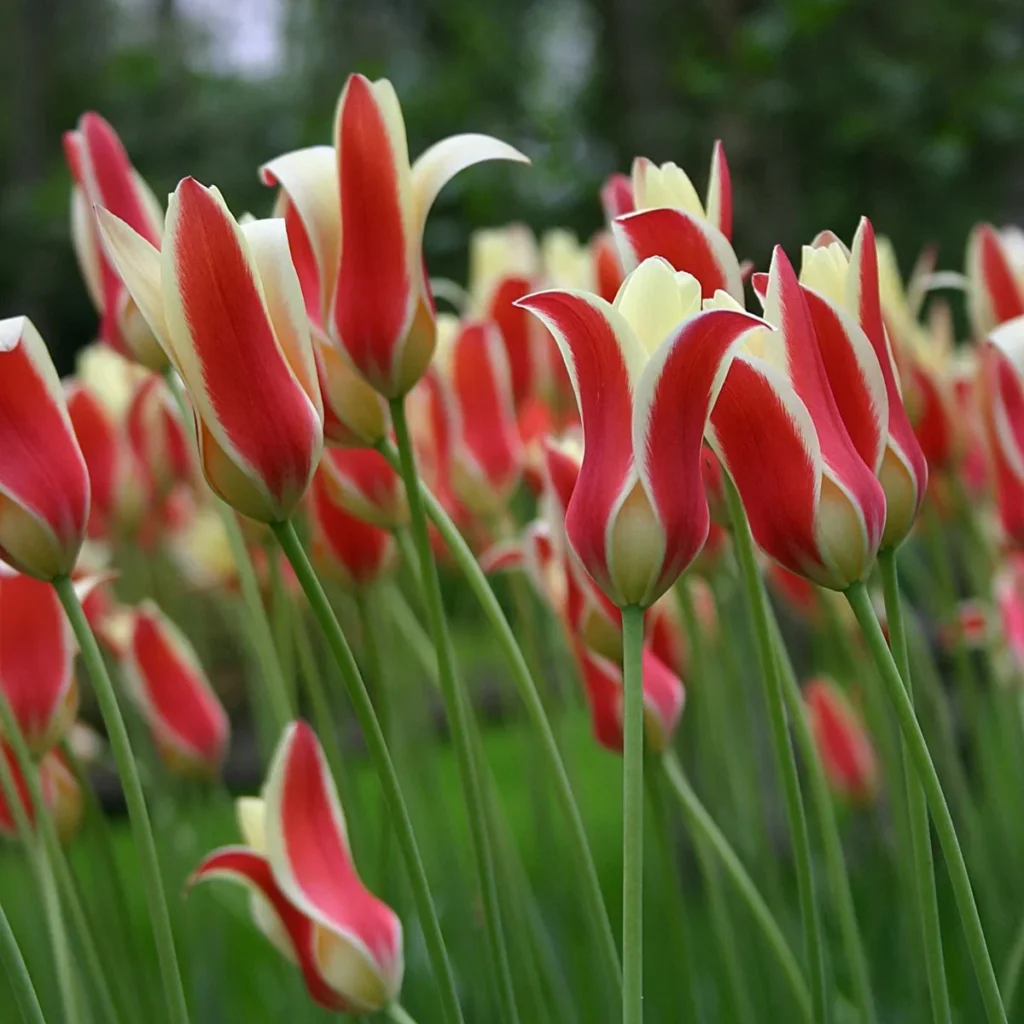 Tulipa clusiana cynthia 10 db