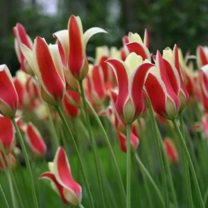 Tulipa clusiana cynthia 10 db