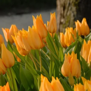 Tulipa praestans shogun 10 db