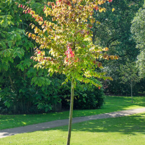 Vasfa (Parrotia persica)