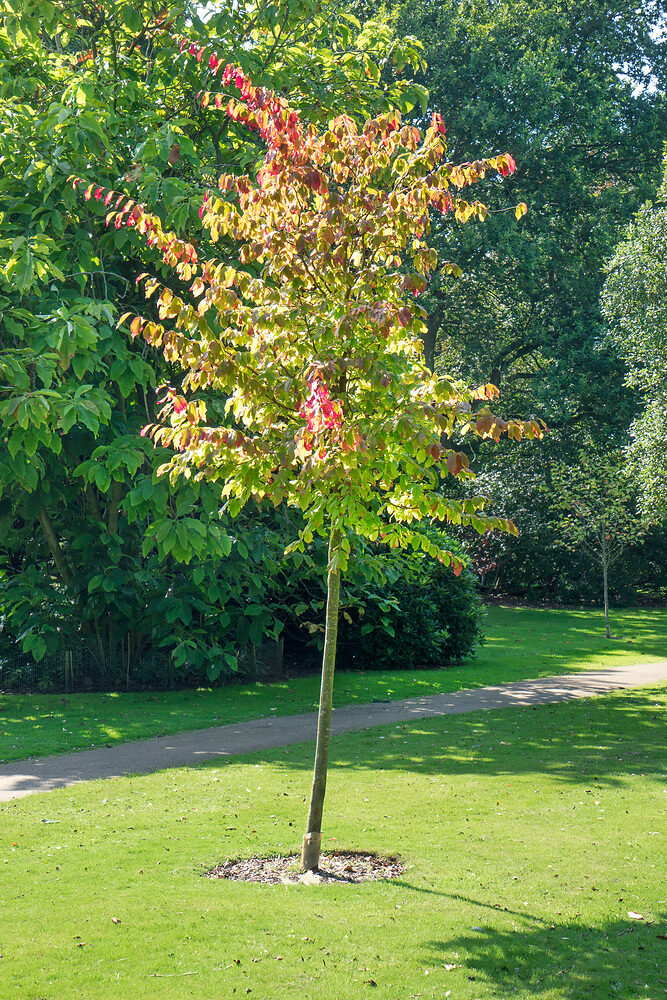 Vasfa (Parrotia persica)