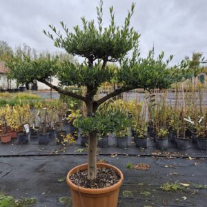 20 éves pompon koronás olajfa (Olea europaea)