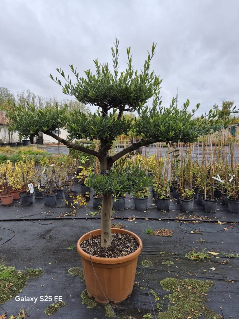 20 éves pompon koronás olajfa (Olea europaea)