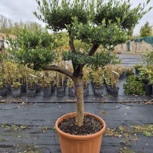 20 éves pompon koronás olajfa (Olea europaea)