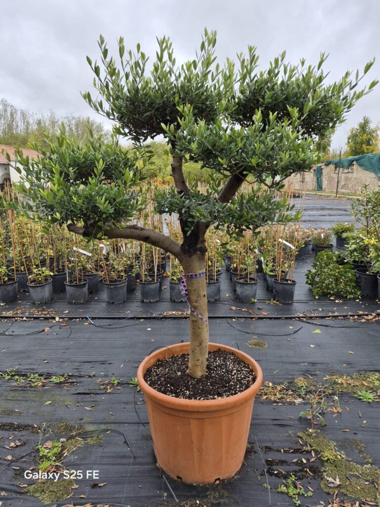 20 éves pompon koronás olajfa (Olea europaea)