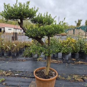 20 éves pompon koronás olajfa (Olea europaea)