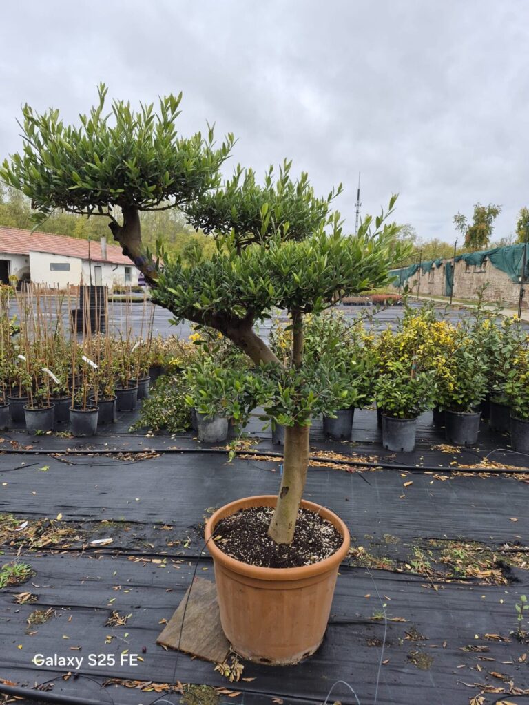 20 éves pompon koronás olajfa (Olea europaea)
