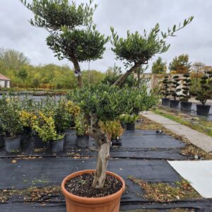20 éves pompon koronás olajfa (Olea europaea)