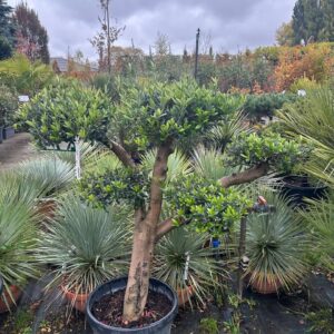 20 éves pompon koronás olajfa (Olea europaea)