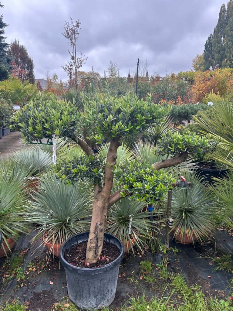 20 éves pompon koronás olajfa (Olea europaea)