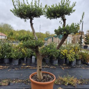 20 éves pompon koronás olajfa (Olea europaea)