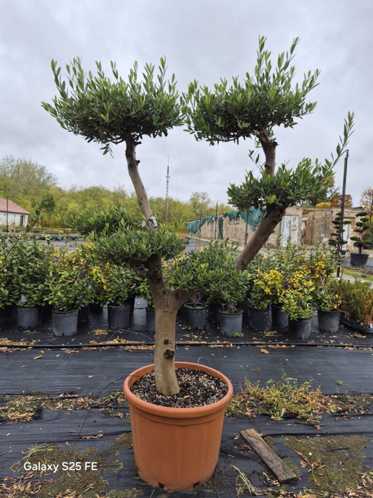 20 éves pompon koronás olajfa (Olea europaea)