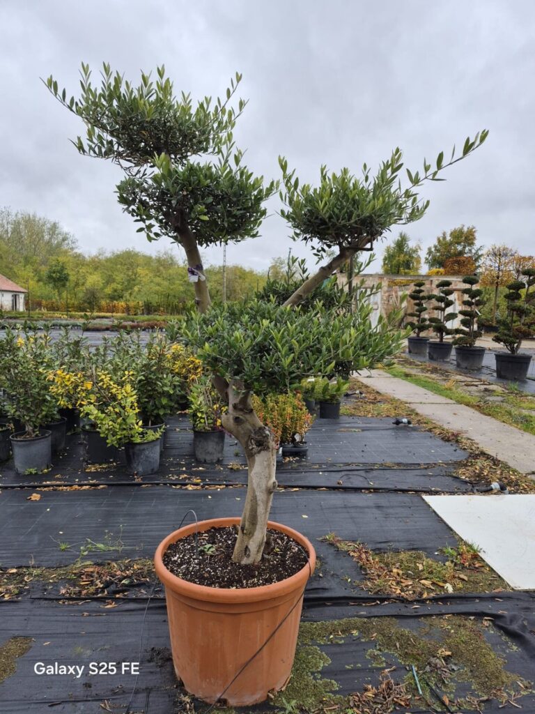 20 éves pompon koronás olajfa (Olea europaea)
