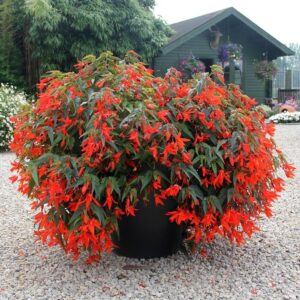 Begónia (Begonia boliviensis 'Santa Cruz')
