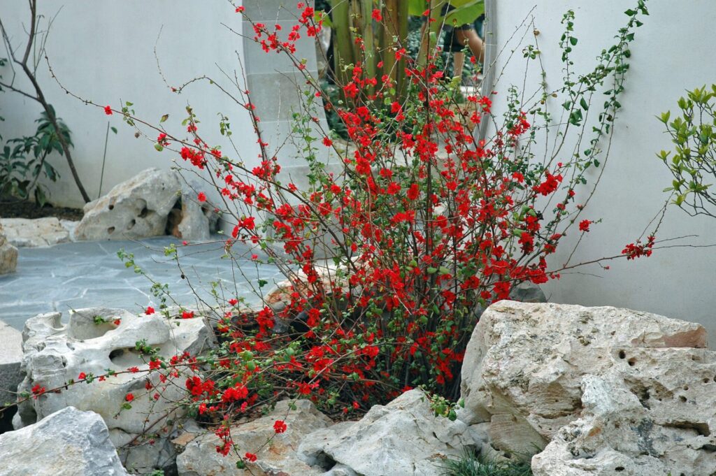 Birsalma (Chaenomeles sp.)