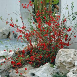 Birsalma (Chaenomeles sp.)