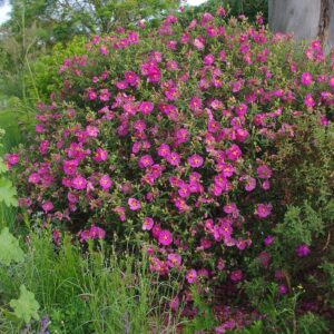 Bodorrózsa (Cistus crispus)