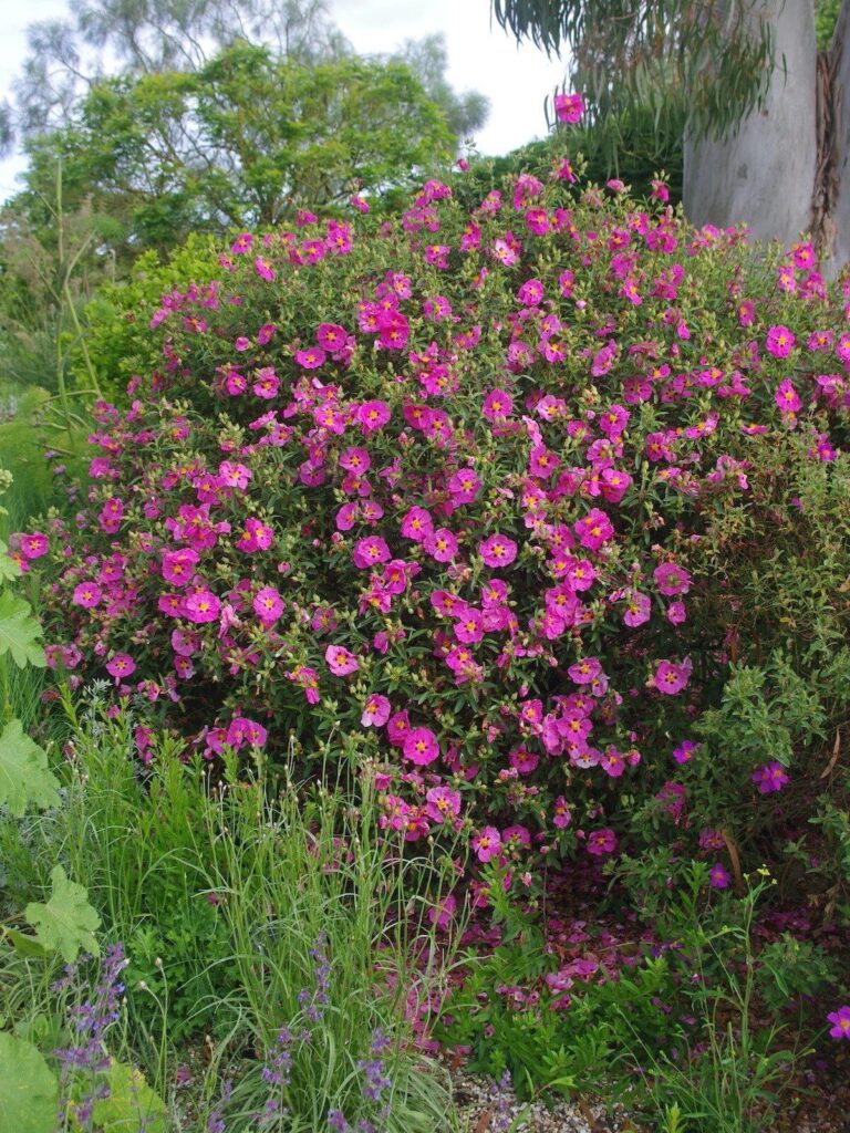 Bodorrózsa (Cistus crispus)