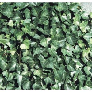 Borostyán (Hedera helix 'Woerner')