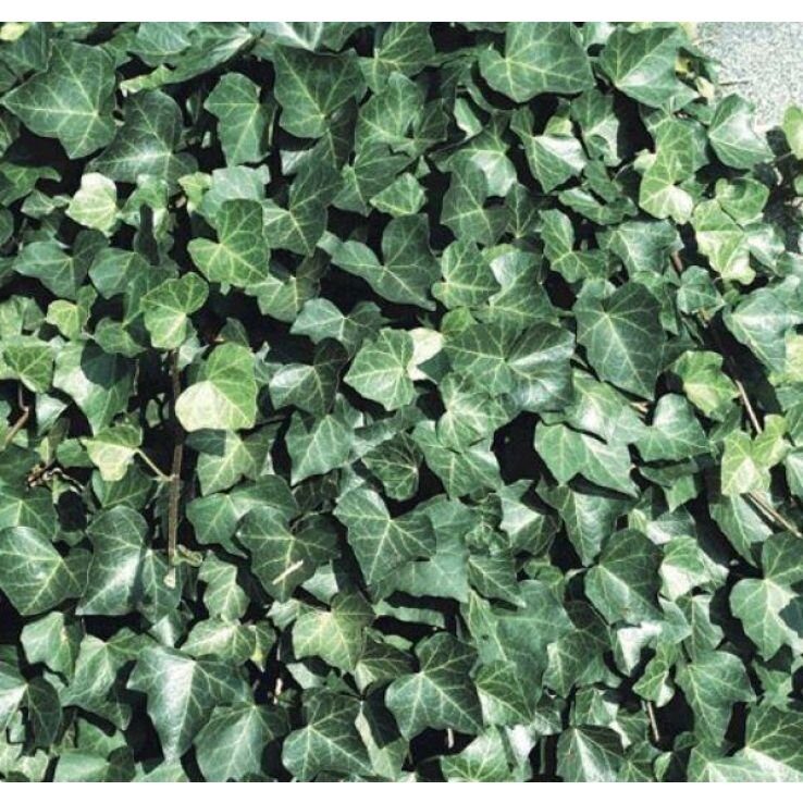 Borostyán (Hedera helix 'Woerner')