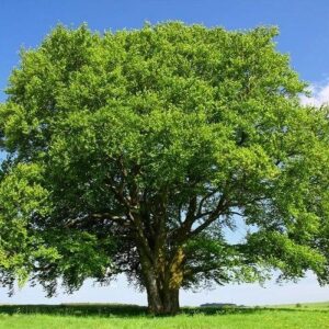 Bükk (Fagus sylvatica)