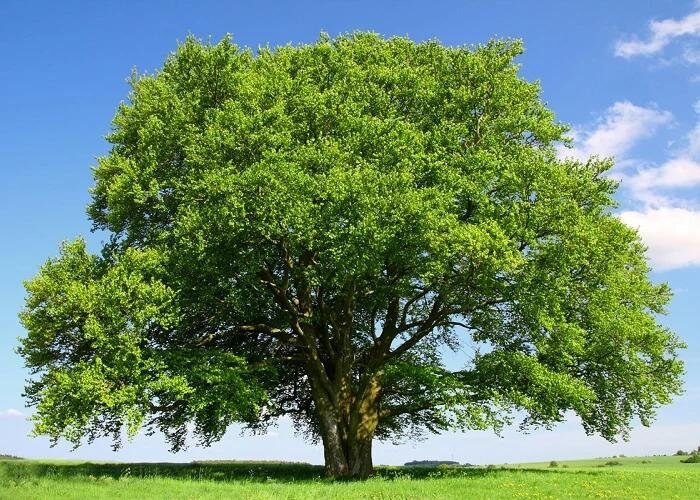 Bükk (Fagus sylvatica)