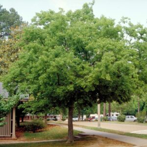 Celtisz (Celtis australis)