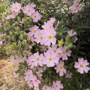 Cisztusz (Cistus sp.)