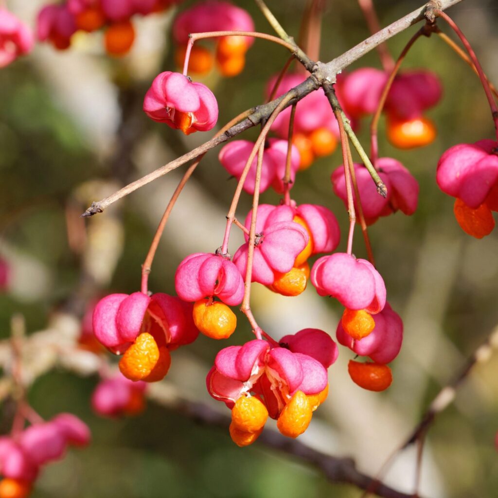 Csíkos kecskerágó (Euonymus europaeus)