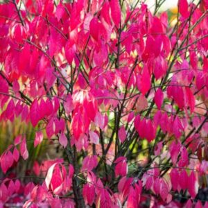 Csíkos kecskerágó (Euonymus europaeus 'Red Cascade')
