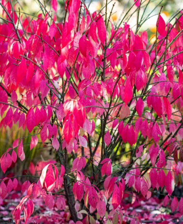 Csíkos kecskerágó (Euonymus europaeus 'Red Cascade')
