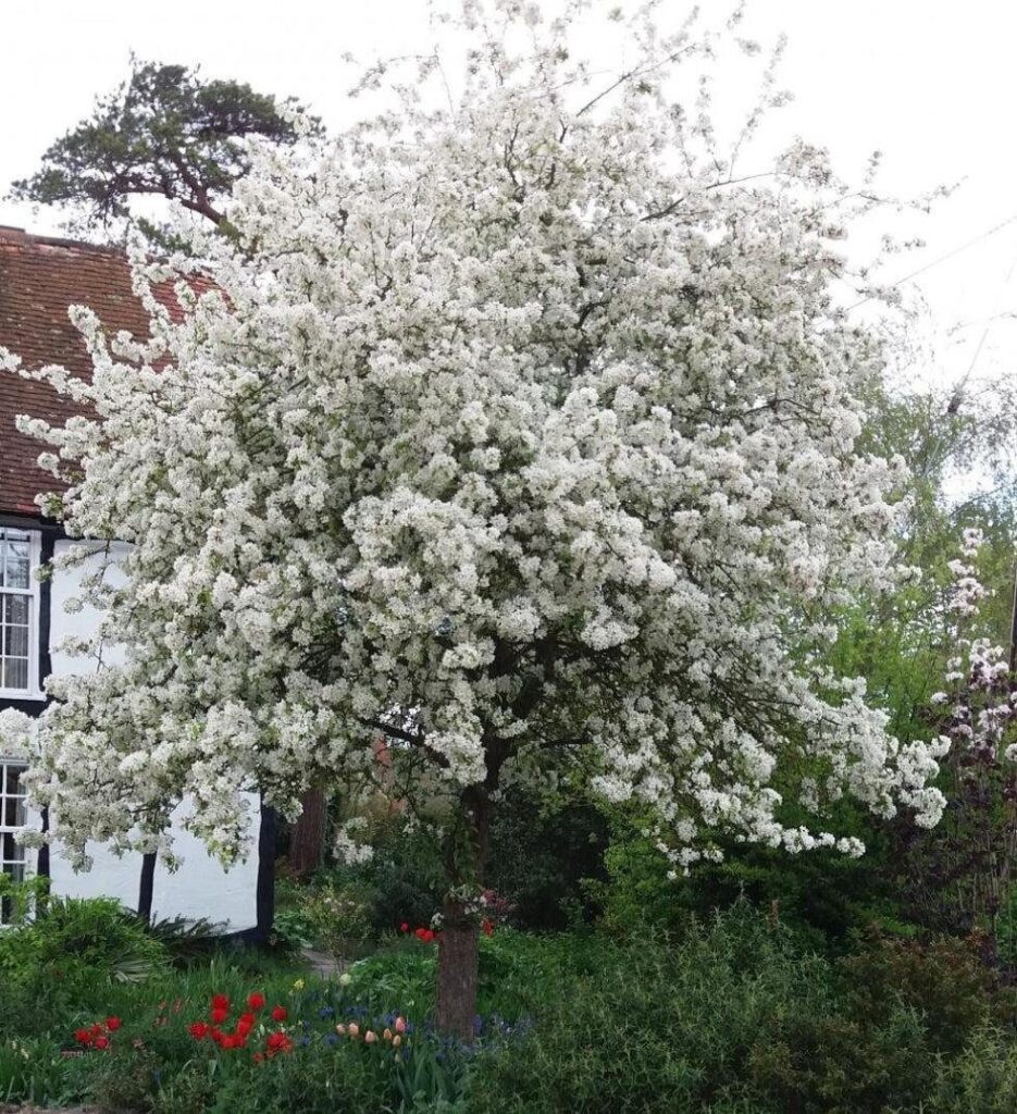 Díszalma (Malus 'John Downie')